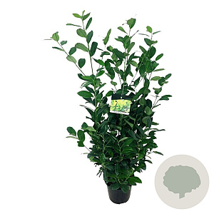 Prunus l. 'Obelisk' 80-100 cm 6L