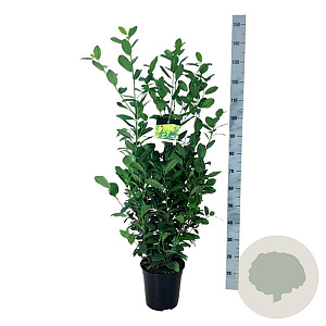 Prunus l. 'Obelisk' 80-100 cm 6L