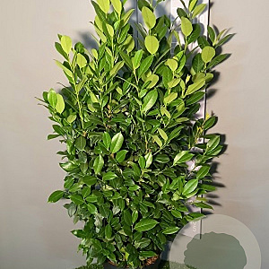 Prunus l. 'Obelisk' 200-225 cm met kluit extra