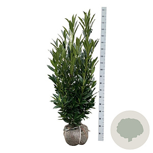 Prunus l. Renault Ace 100-125 cm met kluit