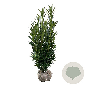 Prunus l. Renault Ace 100-125 cm met kluit
