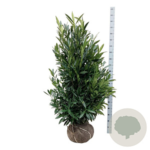 Prunus l. Renault Ace 125-150 cm met kluit extra