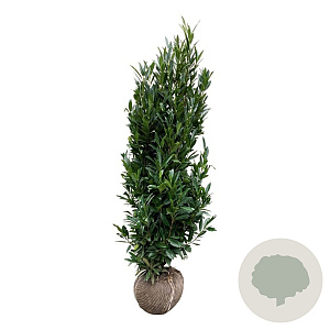 Prunus l. Renault Ace 175-200 cm met kluit extra