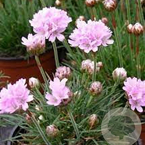 Armeria 'Rosi' GM P9