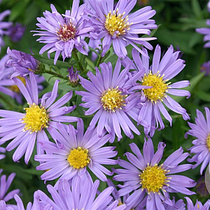 Aster (D) 'Blauer Gletscher' GM P9