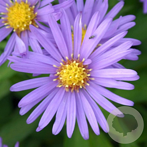 Aster (D) 'Blauer Gletscher' GM P9