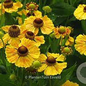 Helenium 'Goldrausch' GM P9