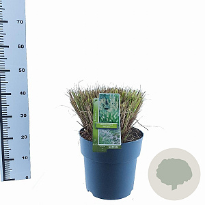 Pennisetum al. 'Hameln' 30-40 cm 12L