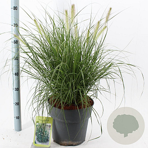 Pennisetum al. 'Hameln' 30-40 cm 12L