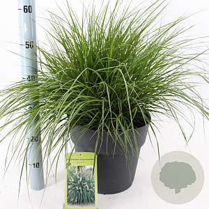 Pennisetum al. 'Hameln' 30-40 cm 12L