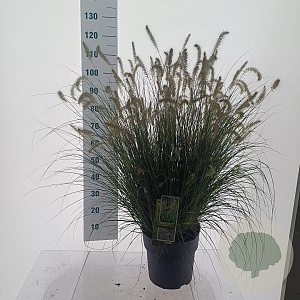Pennisetum al. 'Hameln' 30-40 cm 12L