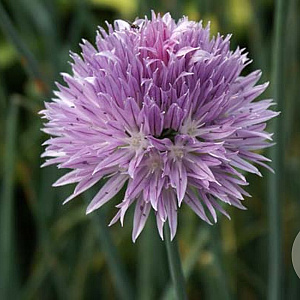 Allium ledebourianum GM P9