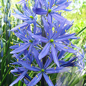 Camassia leichtlinii 'Caerulea' GM  P11