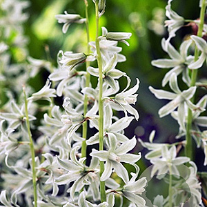 Ornithogalum nutans GM P9