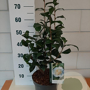 Camellia j. 'Brushfield's Yellow' 40-50 cm 5,0L