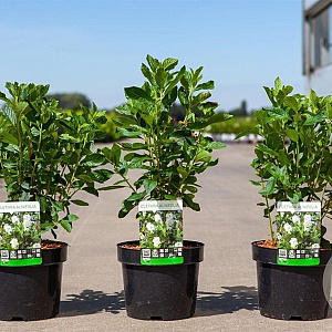 Clethra alnifolia 40-50 cm 3,5L