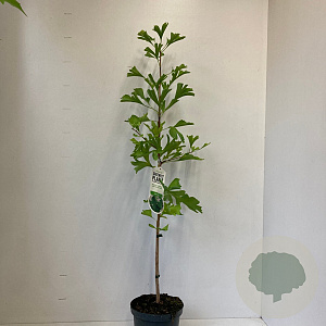 Ginkgo biloba 60-80 cm 3,5L