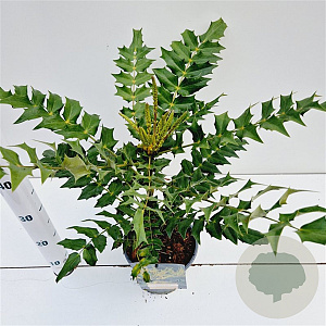 Mahonia media 'Winter Sun' 30-40 cm 2,5L