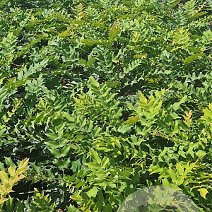 Mahonia media 'Winter Sun' 30-40 cm 2,5L