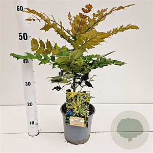 Mahonia media 'Winter Sun' 30-40 cm 2,5L