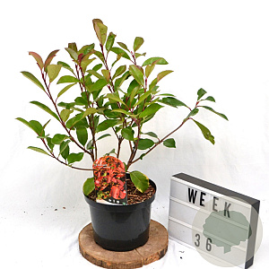 Photinia fraseri 'Red Robin' 40-50 cm 5,0L