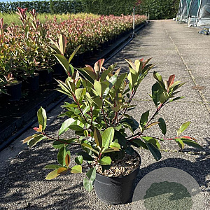 Photinia fraseri 'Red Robin' 40-50 cm 5,0L