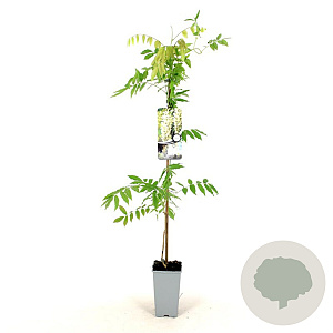 Wisteria sinensis 'Alba' 80-100 cm 2,5L