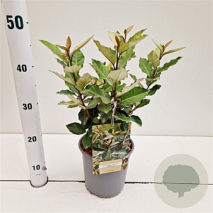 Elaeagnus ebb. 'Compacta' 30-40 cm 2,5L