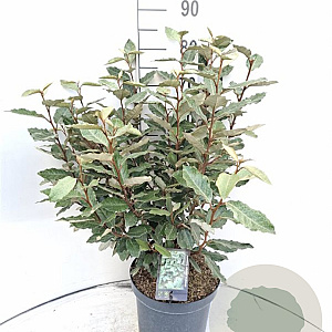 Elaeagnus ebb. 'Compacta' 60-80 cm 7,5L