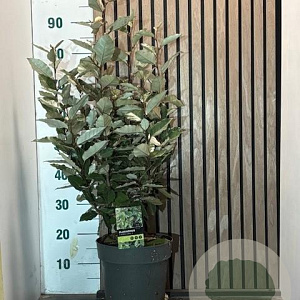 Elaeagnus ebb. 'Compacta' 60-80 cm 7,5L