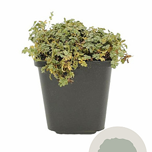 Acaena magellanica GM P9 BIO