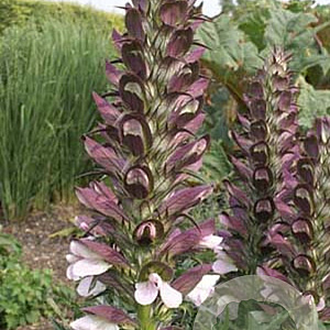 Acanthus spinosus GM P9 BIO