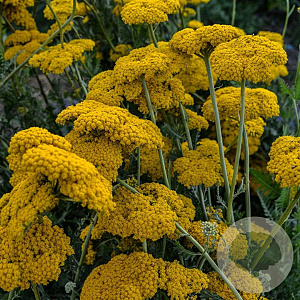 Achillea fil. 'Parker's Variety' GM P9 BIO