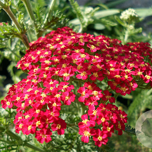 Achillea m. 'Red Beauty' GM P9 BIO