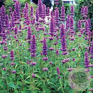 Agastache rugosa GM P9 BIO