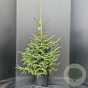 Picea orientalis 'Aureospicata' 80-100 cm 10L