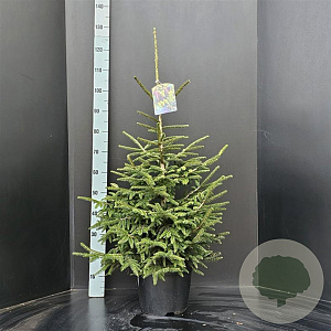 Picea orientalis 'Aureospicata' 80-100 cm 10L
