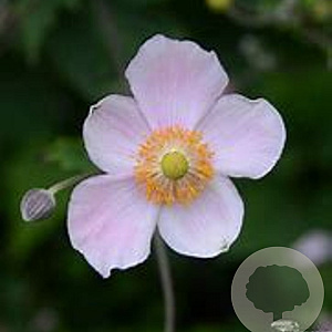 Anemone h. 'Splendens' GM P9 BIO