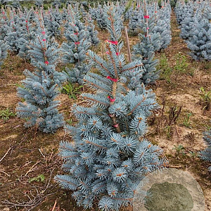 Picea pungens 'Edith' 50-60 cm met kluit