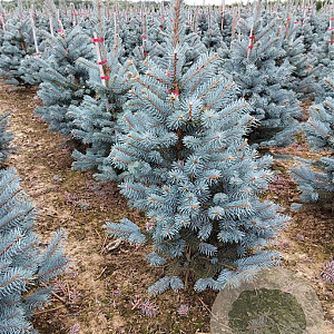 Picea pungens 'Edith' 60-80 cm met kluit