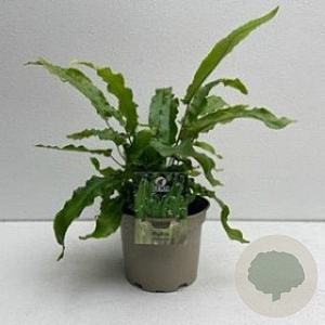 Asplenium scolopendrium GM P9 BIO