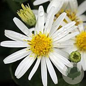 Aster ageratoides 'Starshine' GM P9 BIO