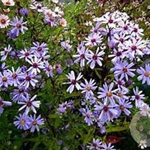 Aster ericoides 'Blue Star' GM P9 BIO