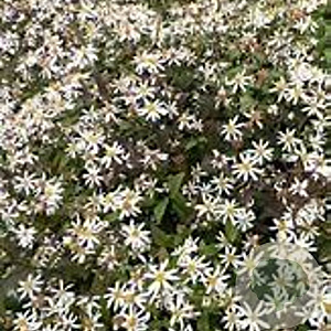 Aster ericoides 'Lovely' GM P9 BIO