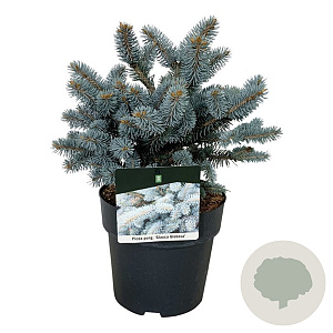 Picea pungens 'Glauca Globosa' 20-25 cm 5,0L