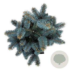 Picea pungens 'Glauca Globosa' 20-25 cm 5,0L