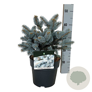 Picea pungens 'Glauca Globosa' 20-25 cm 5,0L