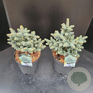 Picea pungens 'Glauca Globosa' 30-35 cm 7,5L
