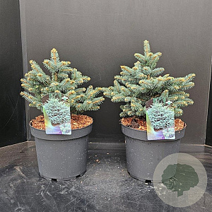 Picea pungens 'Glauca Globosa' 30-35 cm 7,5L