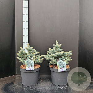 Picea pungens 'Glauca Globosa' 30-35 cm 7,5L